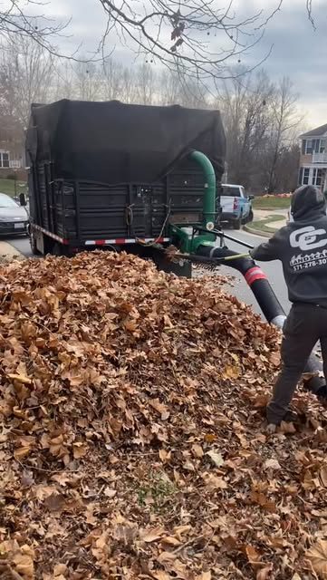 C & C crew loading a large pile of fall leaves into their truck